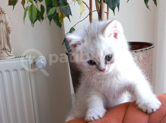 British Shorthair Silver Erkek Yavru görsel