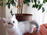 British Shorthair Silver Erkek Yavru