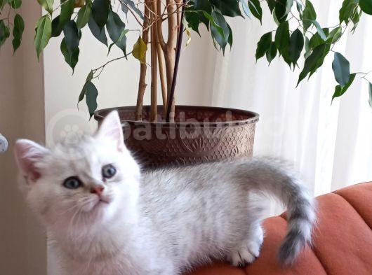 British Shorthair Silver Erkek Yavru
