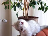 British Shorthair Silver Erkek Yavru