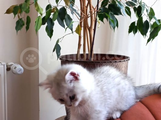 British Shorthair Silver Erkek Yavru görsel