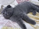 Scottish Fold Erkek Yavru
