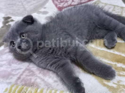 Scottish Fold Erkek Yavru görsel