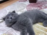Scottish Fold Erkek Yavru