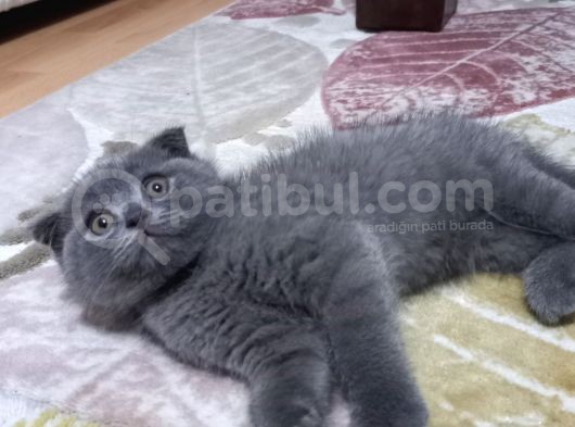 Scottish Fold Erkek Yavru