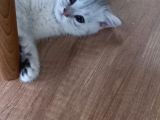 British Shorthair Silver Erkek Yavru