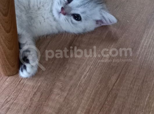 British Shorthair Silver Erkek Yavru görsel