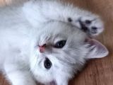British Shorthair Silver Erkek Yavru