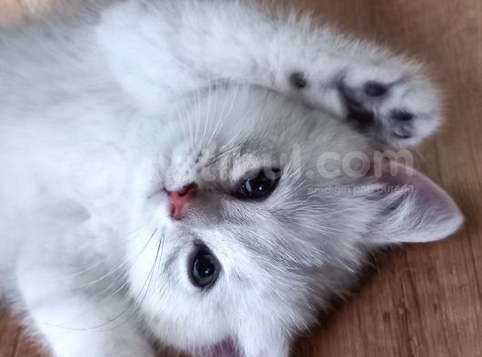 British Shorthair Silver Erkek Yavru görsel