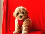 Türkiyenin En Guzel Maltipoo Bebekleri