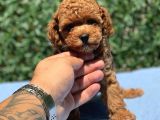 Red Toy Poodle Yavrular