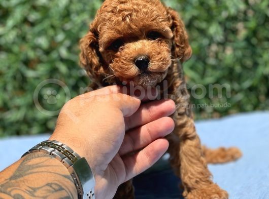 Red Toy Poodle Yavrular görsel