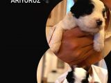 Maskeli Dişi Maltipoo