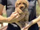 Show Kali̇te Toy Poodle Yavrular