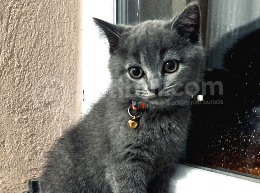 British Shorthair