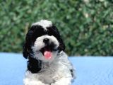Harlequi̇n Toy Poodle Yavrular