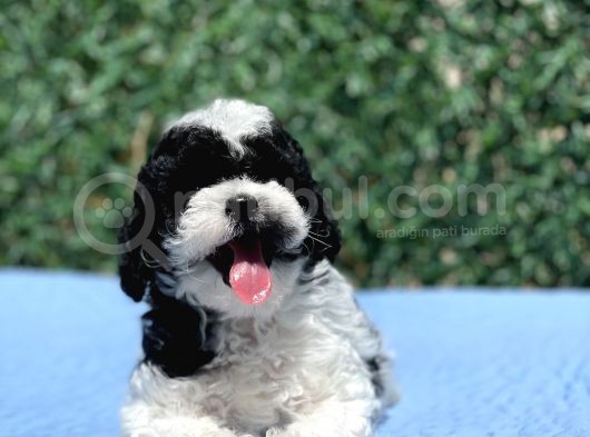Harlequi̇n Toy Poodle Yavrular