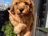 Ev Ortamında Büyüyen Toypoodle Bebişler