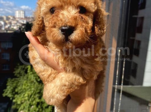 Ev Ortamında Büyüyen Toypoodle Bebişler görsel