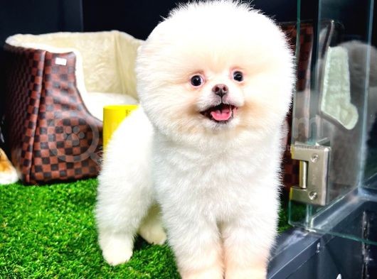 Irk Ve Sağlık Garantili Pomeranian Boo Yavrularımız görsel