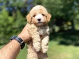 Gerçek Malti̇poo Yavrumuz Çi̇ft Renk