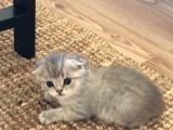 Sevimli Kedimiz Scottish Fold