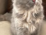 British Longhair