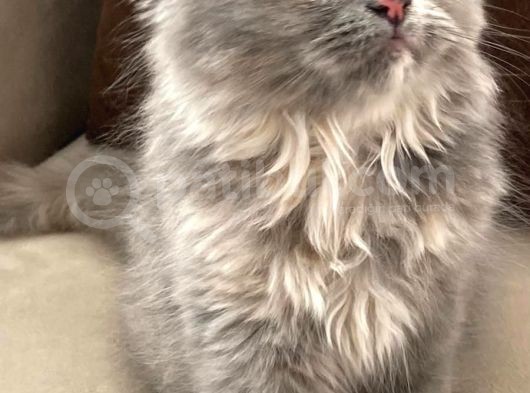 British Longhair görsel