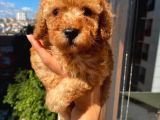 Ev Ortamında Büyüyen Toypoodle Bebişler