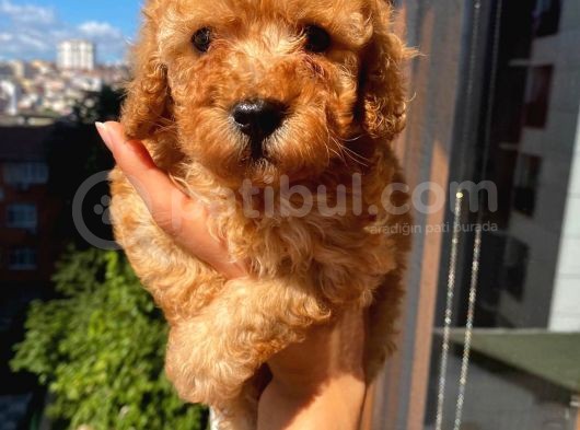 Ev Ortamında Büyüyen Toypoodle Bebişler görsel