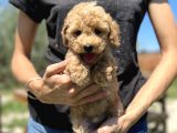 Show Kali̇te Toy Poodle Yavrular