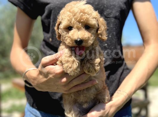 Show Kali̇te Toy Poodle Yavrular görsel