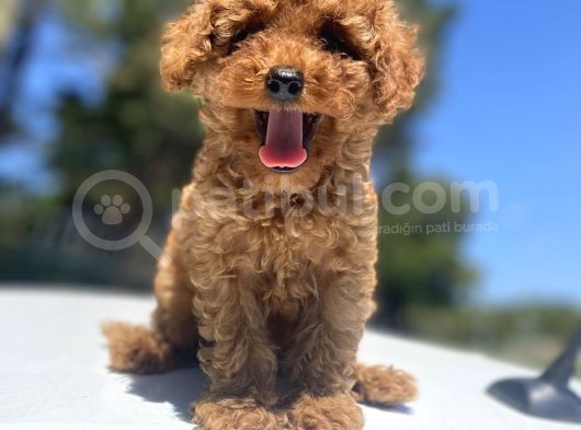 Red Toy Poodle Bebekler görsel