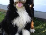 Nadi̇r Irk Dev Boy Bernedoodle