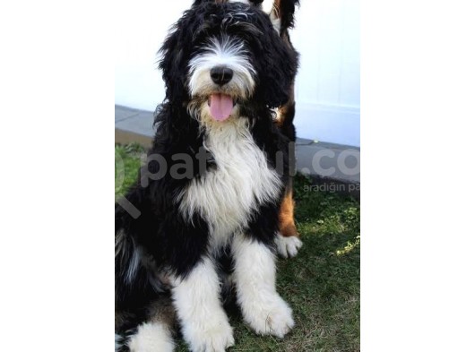 Nadi̇r Irk Dev Boy Bernedoodle görsel