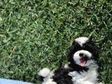 Harlequi̇n Toy Poodle Yavrular