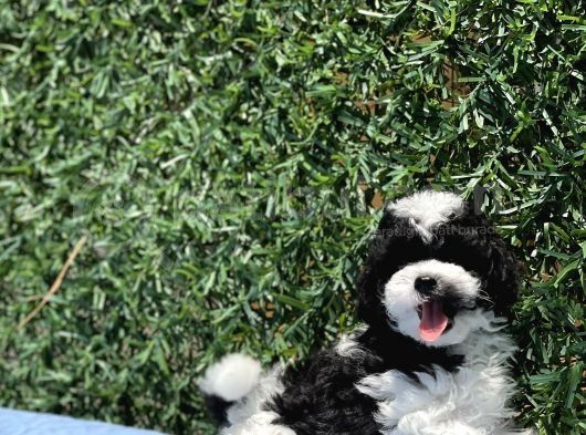 Harlequi̇n Toy Poodle Yavrular görsel