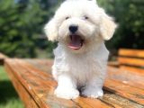 A Kali̇te Beyaz Malti̇poo Yavrumuz