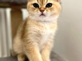 Golden British Shorthair Erkek Safkan Yavrumuz
