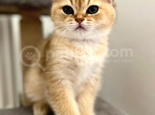 Golden British Shorthair Erkek Safkan Yavrumuz görsel