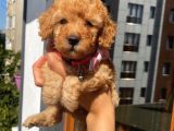 Ev Ortamında Büyüyen Toypoodle Bebişler