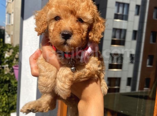 Ev Ortamında Büyüyen Toypoodle Bebişler görsel