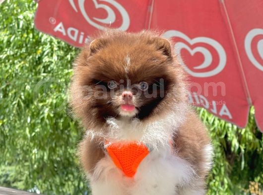 Safkan Pomeranian Teddy Bear Yavrular görsel
