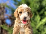 Özel Renk Party Colour Poodle Yavrumuz