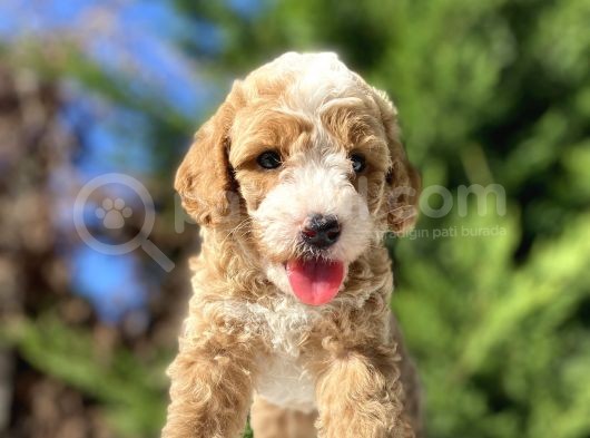 Özel Renk Party Colour Poodle Yavrumuz görsel