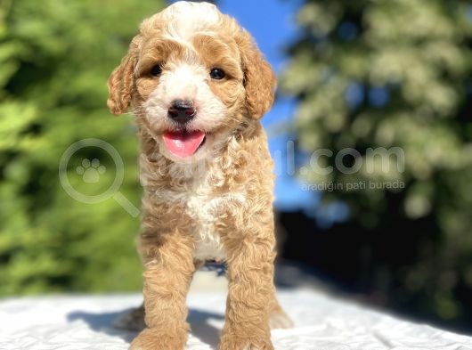 Özel Renk Party Colour Poodle Yavrumuz