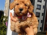 Ev Ortamında Büyüyen ToyPoodle Bebişler