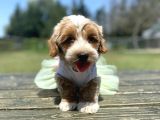 Show Kalite Maltipoo Yavrular