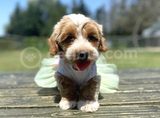Show Kalite Maltipoo Yavrular