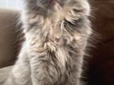 British Longhair